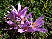 23 Colchicum autumnale (Colchico d'autunno) incontrati sul percorso 